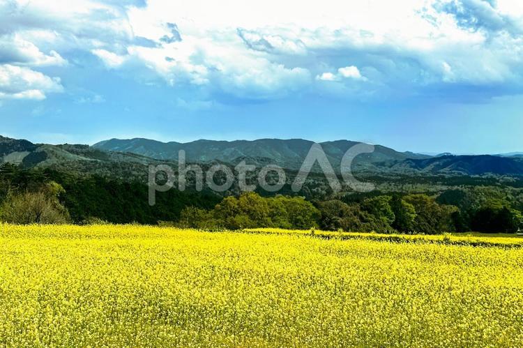 晴れた日の下で綺麗に咲いた菜の花畑 菜の花,花畑,春の写真素材