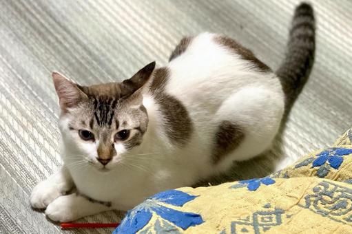 ちょこんとお座りするシャム系猫様 ちょこんとお座りするシャム系猫様 猫,シャムトラ,微睡むの写真素材