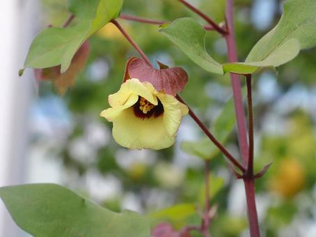 ワタの花 ワタ,綿,花の写真素材