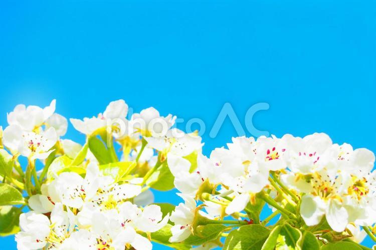 白い桜と空画像シンプル素朴美しい花画像 桜,サクラ,青空の写真素材