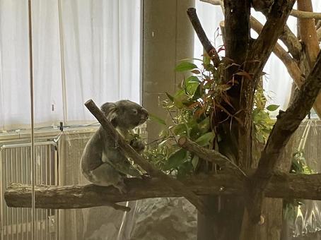 Chilled Koala, JPG Chilled Koala, JPG