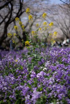 春爛漫、菜の花と紫の花畑 菜の花,ムラサキハナナ,紫花大根の写真素材