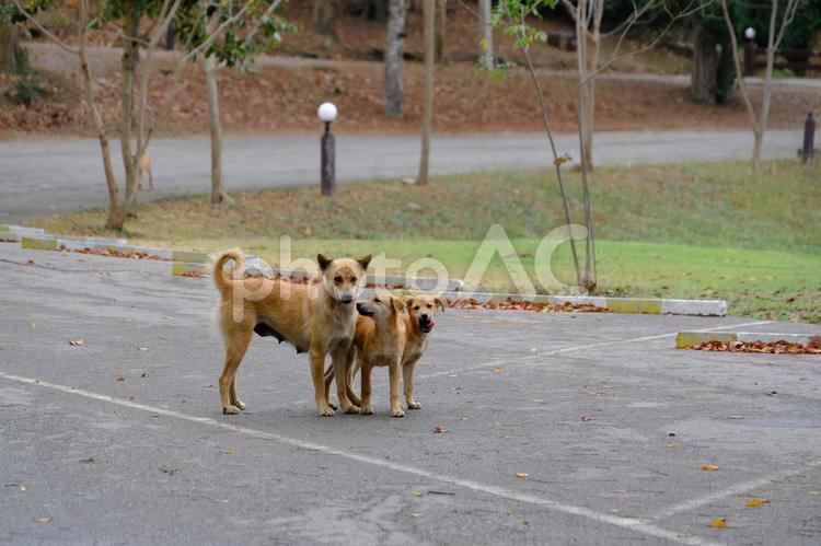タイの路上の犬の親子 犬,親子,子犬の写真素材