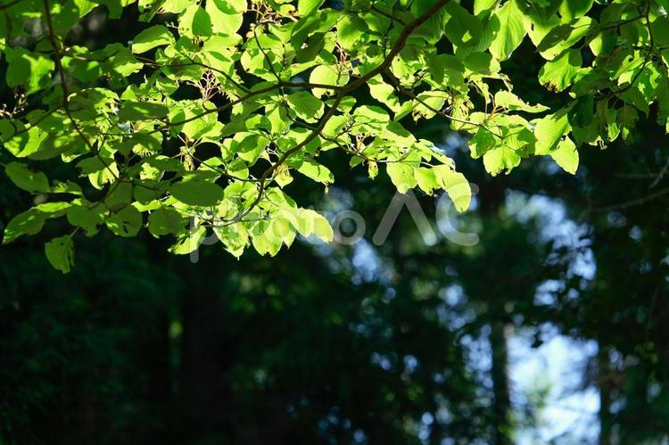 朝の光 朝,太陽,新緑の写真素材