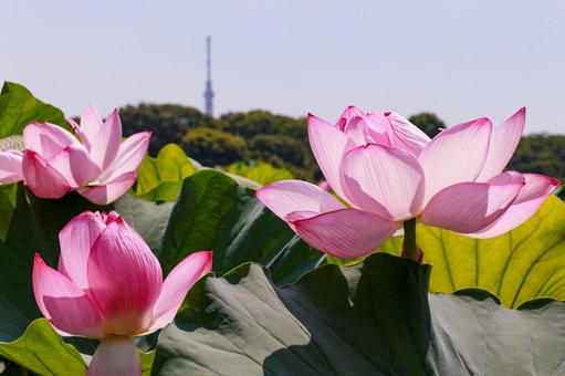 lotus, JPG lotus, JPG
