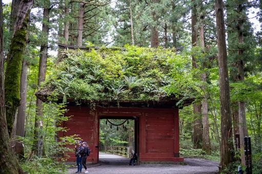 戸隠神社　奥社　参道の風景６ 戸隠神社,奥社,参道の写真素材