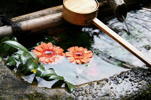 手水鉢に浮かぶ花 手水鉢に浮かぶ花 花,水,水鉢の写真素材