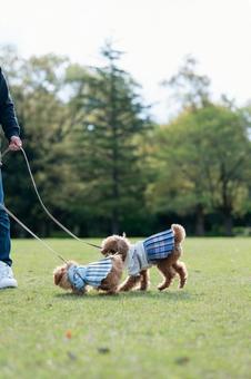 春の公園で散歩するトイプードルの写真