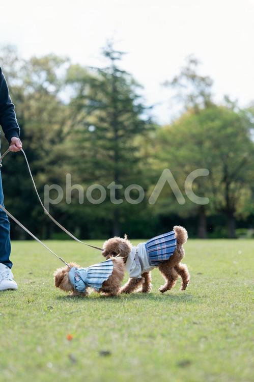 春の公園で散歩するトイプードル トイプードル,トイプー,パピーの写真素材