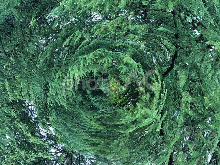 緑　の　樹木　渦巻き　　 緑,葉緑,樹木の写真素材