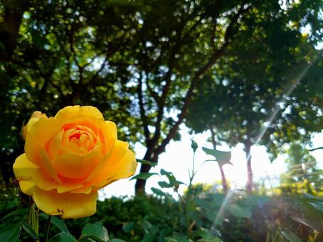 日差しとバラの写真