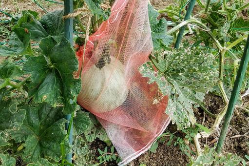 Photo, melon, cultivation, create, 