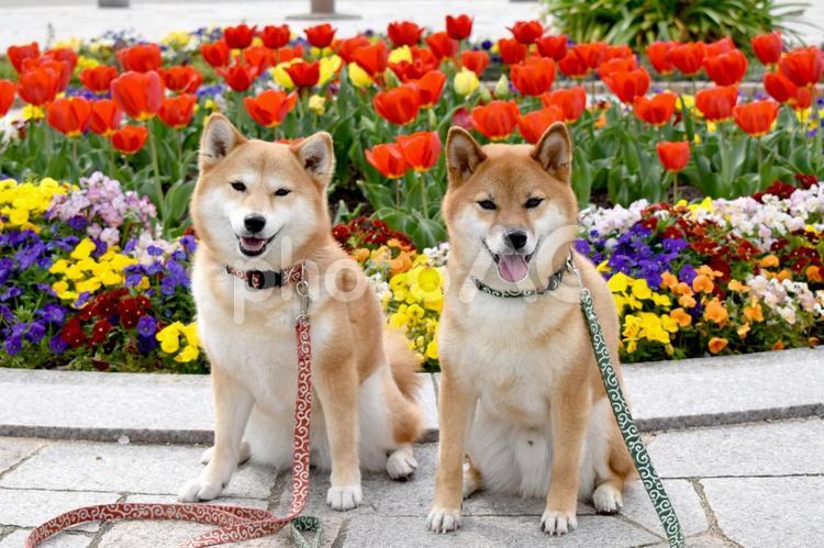 柴犬・花 柴犬,柴,犬の写真素材