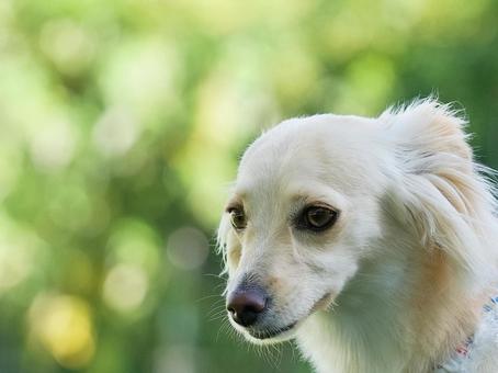 ワンコの顔(ミックス犬) ワンコの顔(ミックス犬)の写真