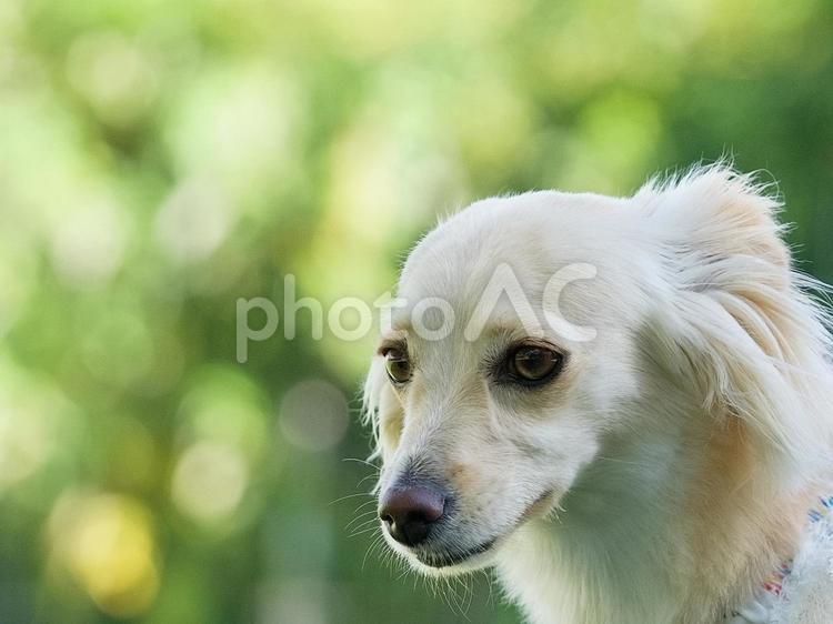 ワンコの顔（ミックス犬） 犬,ミックス犬,可愛い犬の写真素材