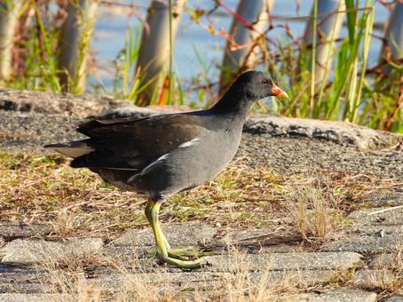 バン　まだ若い個体 バン,水鳥,鳥の写真素材