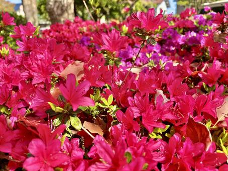 Azalea in full bloom, JPG Azalea in full bloom, JPG