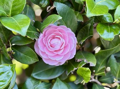咲き始めた花 咲き始めた花の写真