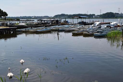 手賀沼 利根川水系 手賀沼,利根川水系,利根川水系の湖沼の写真素材