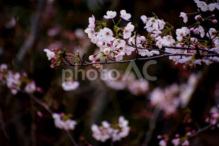 〇＜五島の春＞夜明けの鬼岳樹木園の桜 ソメイヨシノ,桜,花の写真素材