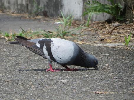 半目でついばむカワラバト 半目でついばむカワラバト カワラバト,鶴見川,野生の写真素材