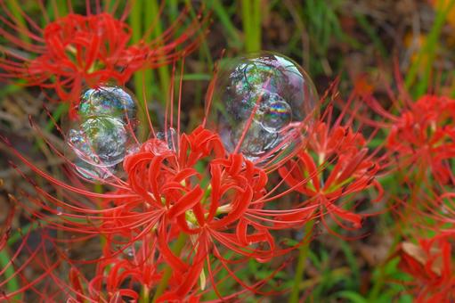 彼岸花とシャボン玉2 ヒガンバナ,シャボン玉,１０月の写真素材