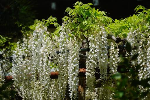 白藤、神奈川県白旗神社 白藤、神奈川県白旗神社の写真