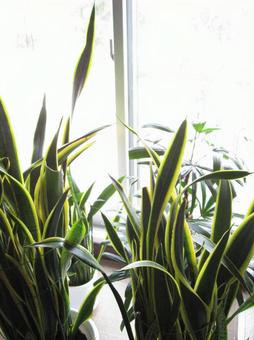 トラノオ3 トラノオ3の写真