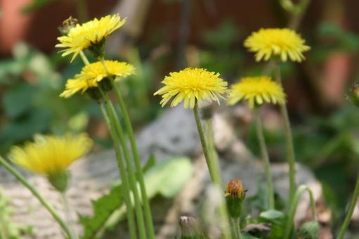 タンポポ・蒲公英　咲く風景 タンポポ,自然風景,暖かいの写真素材