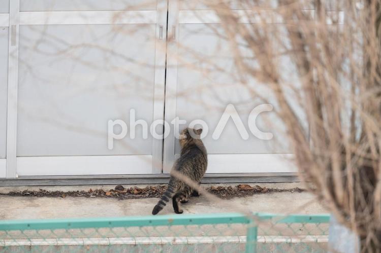 雪国の地域猫　野良猫　 雪,猫,地域猫の写真素材