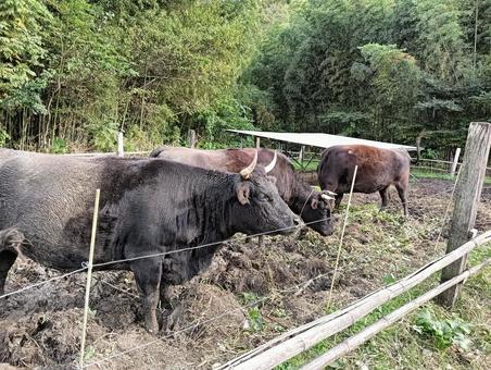 牛 牛,風景,生き物の写真素材