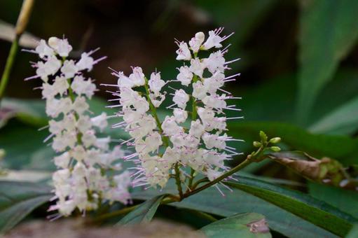シモバシラ シモバシラ,花,白の写真素材
