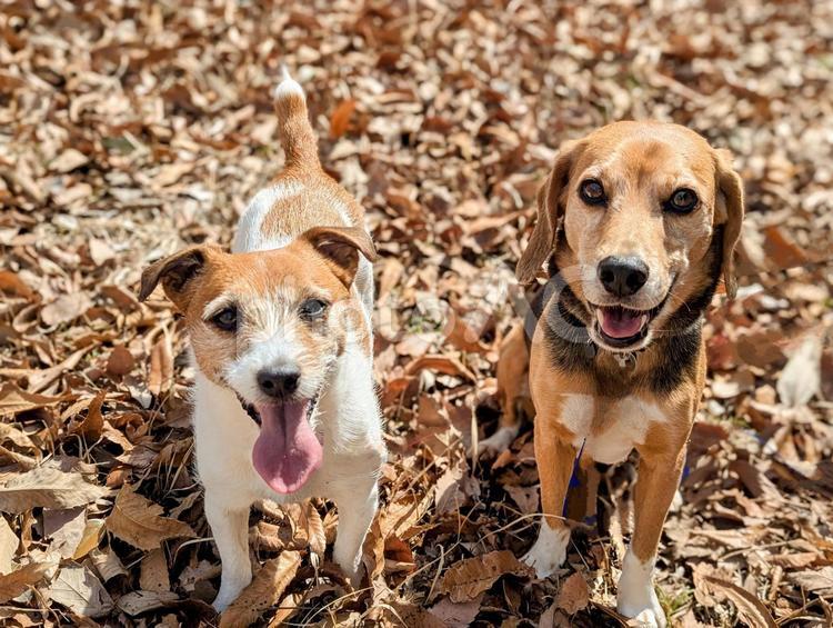 いい天気で気持ち良いね♬ 犬,ビーグル,ジャックラッセルテリアの写真素材