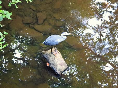 橋の下の岩に立つアオサギ3 橋の下の岩に立つアオサギ3の写真