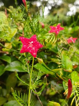 ルコウソウ ルコウソウの写真