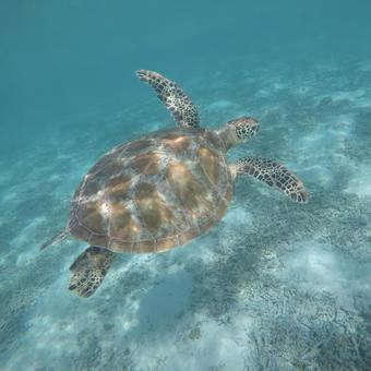 Sea turtle, aquatic, reef, there are not many people, JPG