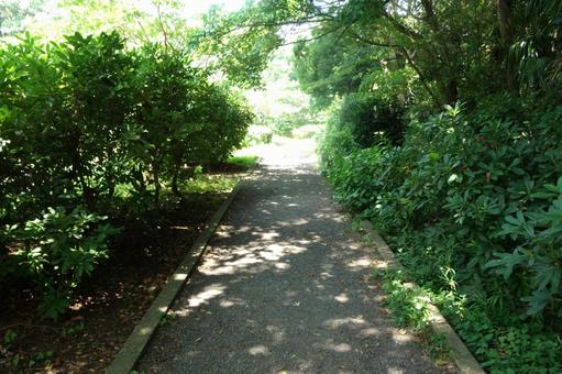 道、植物の写真