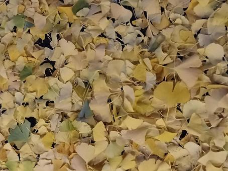 落葉2 落葉,秋,紅葉の写真素材