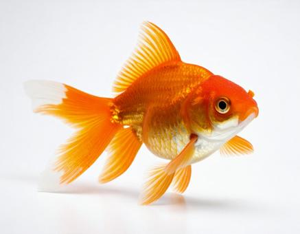 金魚 金魚の写真