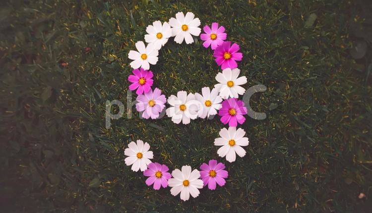 秋桜の数字の9 秋桜,コスモス,数字の写真素材