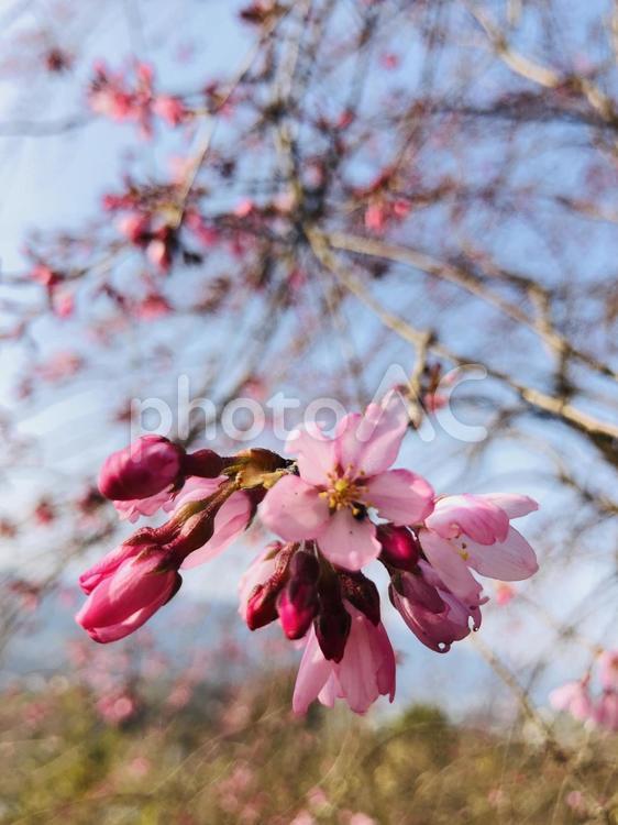 宙に浮く桜 桜,春,青空の写真素材