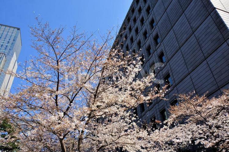 江戸桜通りの桜14 江戸桜通り,花,桜の写真素材