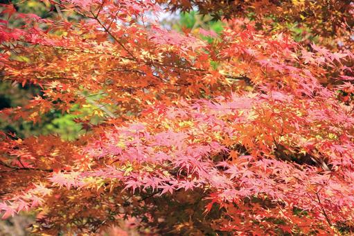 鮮やかなもみじの紅葉 鮮やかなもみじの紅葉の写真