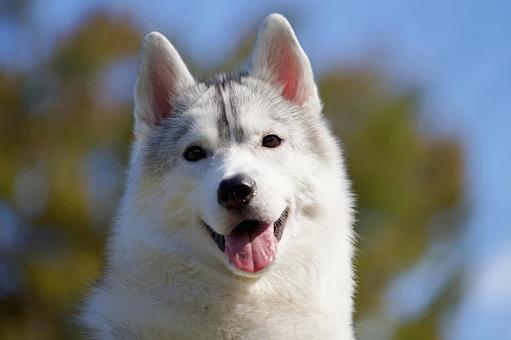 シベリアン・ハスキー 犬,シベリアン・ハスキー,大型犬の写真素材