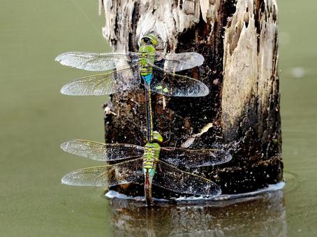池で産卵をするギンヤンマ ギンヤンマ,トンボ,ヤンマの写真素材
