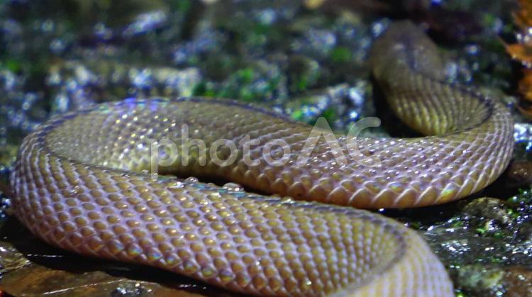 タカチホヘビのウロコ模様 タカチホヘビ,鱗,ウロコの写真素材