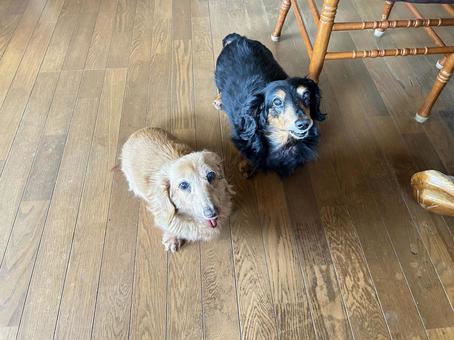 仲良しミニチュアダックスフンド 犬,動物,ミニチュアダックスフンドの写真素材