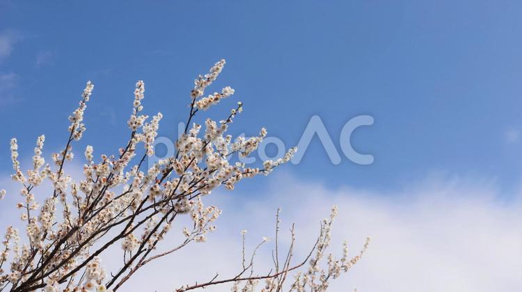 梅の花のイメージ 梅,花,早春の写真素材