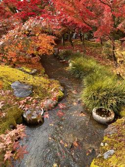 永観堂の小川ともみじ 永観堂の小川ともみじ 京都,永観堂,もみじの写真素材