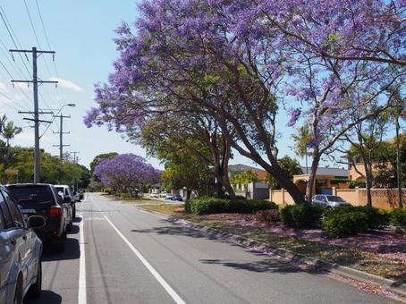 ジャカランダ オーストラリア,ゴールドコースト,ジャカランダの写真素材
